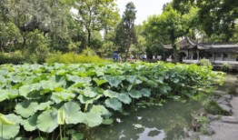 瑕不掩玉是指什么生肖，答案精准落实
