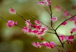 家政服务业如何迈向规范化、标准化、职业化？记者赴广州、郑州、成都探访